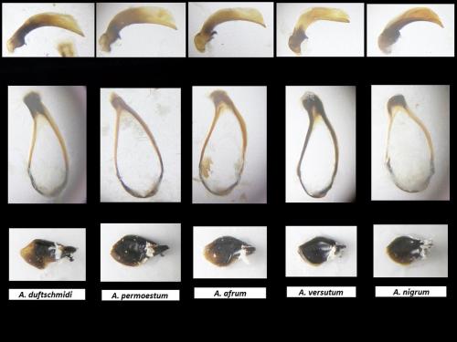 Réf. 203 664 : Agonum divers